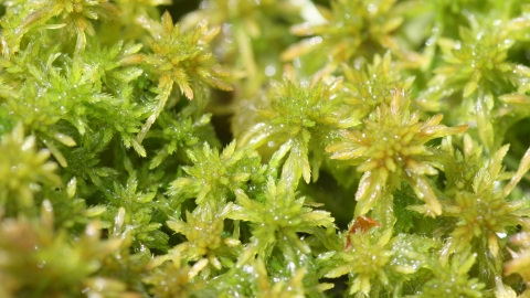 Sphagnum - Wikipedia